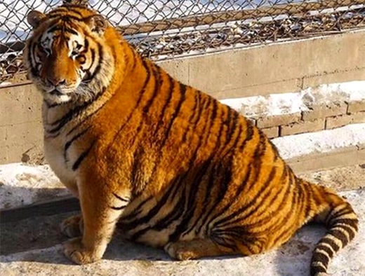 澎湃联播|十个橘猫九个胖，可以说非常豹笑了