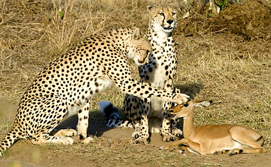 澎湃联播|十个橘猫九个胖，可以说非常豹笑了