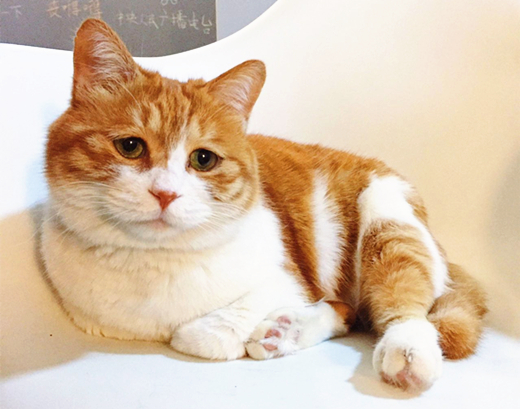 澎湃联播|十个橘猫九个胖，可以说非常豹笑了