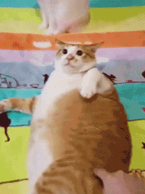 澎湃联播|十个橘猫九个胖，可以说非常豹笑了