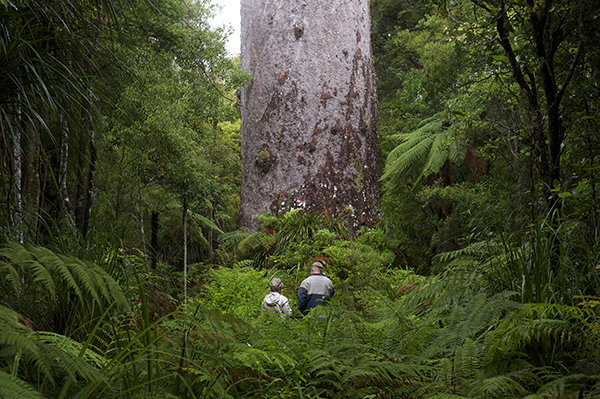 8处古森林，地球秘密的守护者
