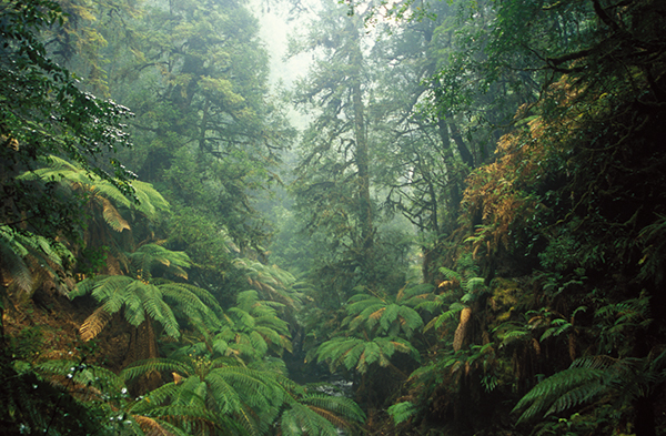 8处古森林，地球秘密的守护者