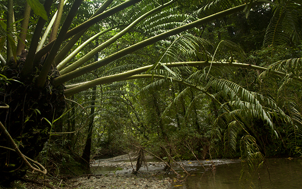 8处古森林，地球秘密的守护者