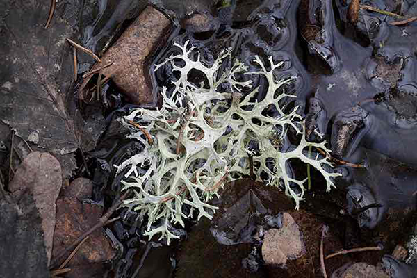 8处古森林，地球秘密的守护者