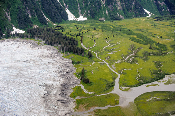 8处古森林，地球秘密的守护者