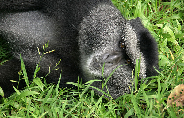 8处古森林，地球秘密的守护者