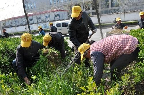 4月志愿服务活动 绿化环境.JPG