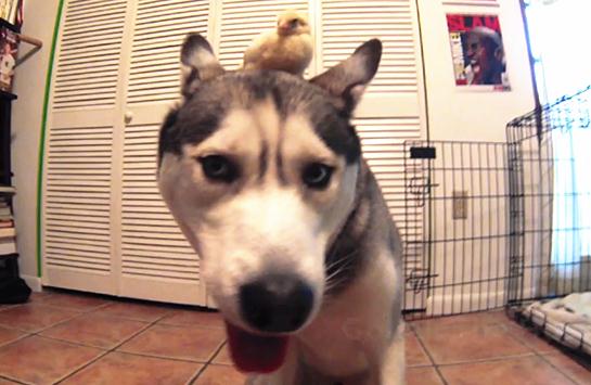 澎湃联播|今夜，我不过节，我只关心人类