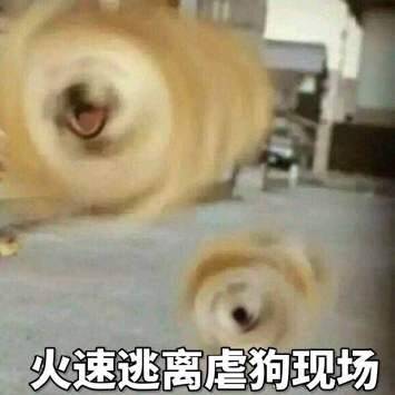 晚安｜狗粮吃吧吃吧吃吧不是罪