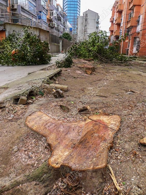 南通 老小区毁林锯树  只为鸟太多 (1).jpg