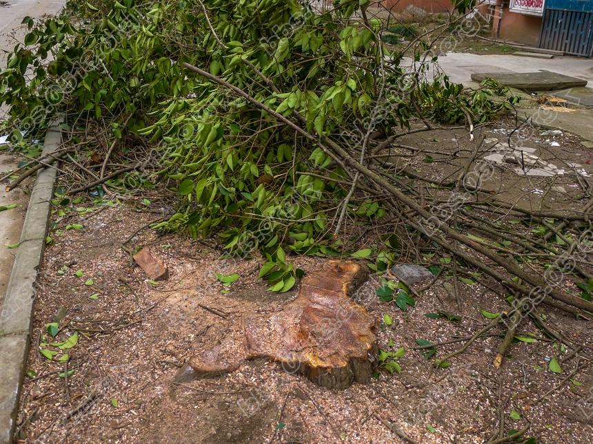 南通 老小区毁林锯树  只为鸟太多 (2).jpg