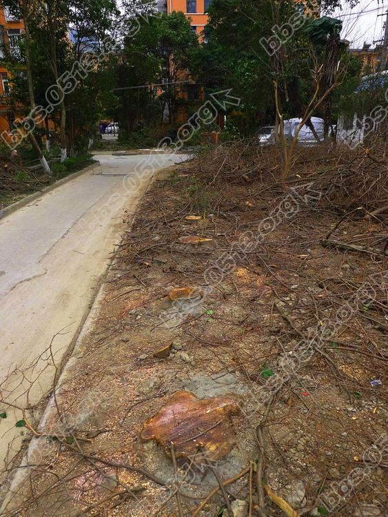 南通 老小区毁林锯树  只为鸟太多 (4).jpg