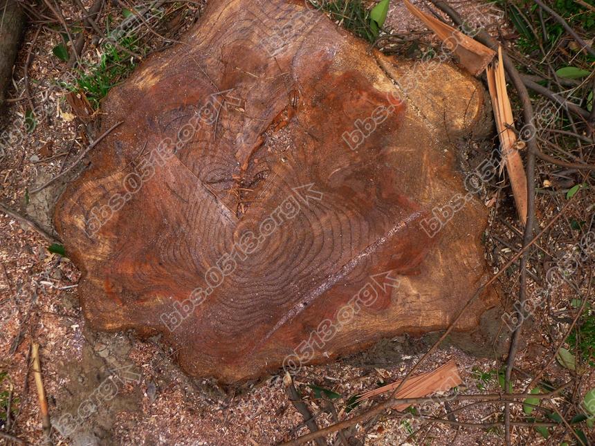 南通 老小区毁林锯树  只为鸟太多 (5).jpg