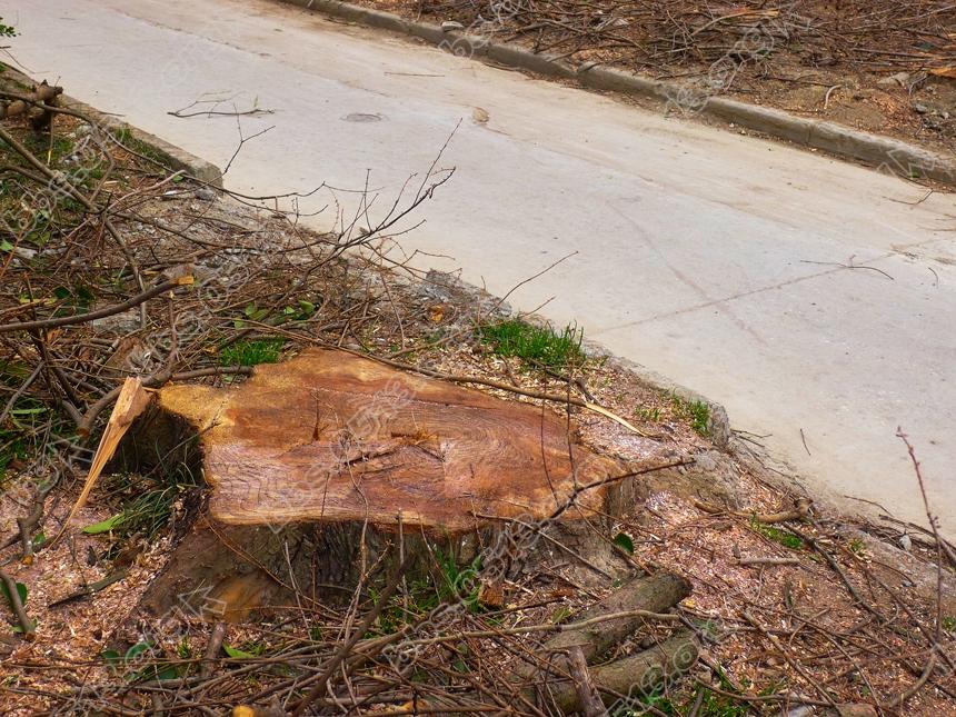 南通 老小区毁林锯树  只为鸟太多 (7).jpg