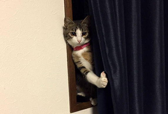 澎湃联播|你坐在影院看电影，放电影人在探头里看你