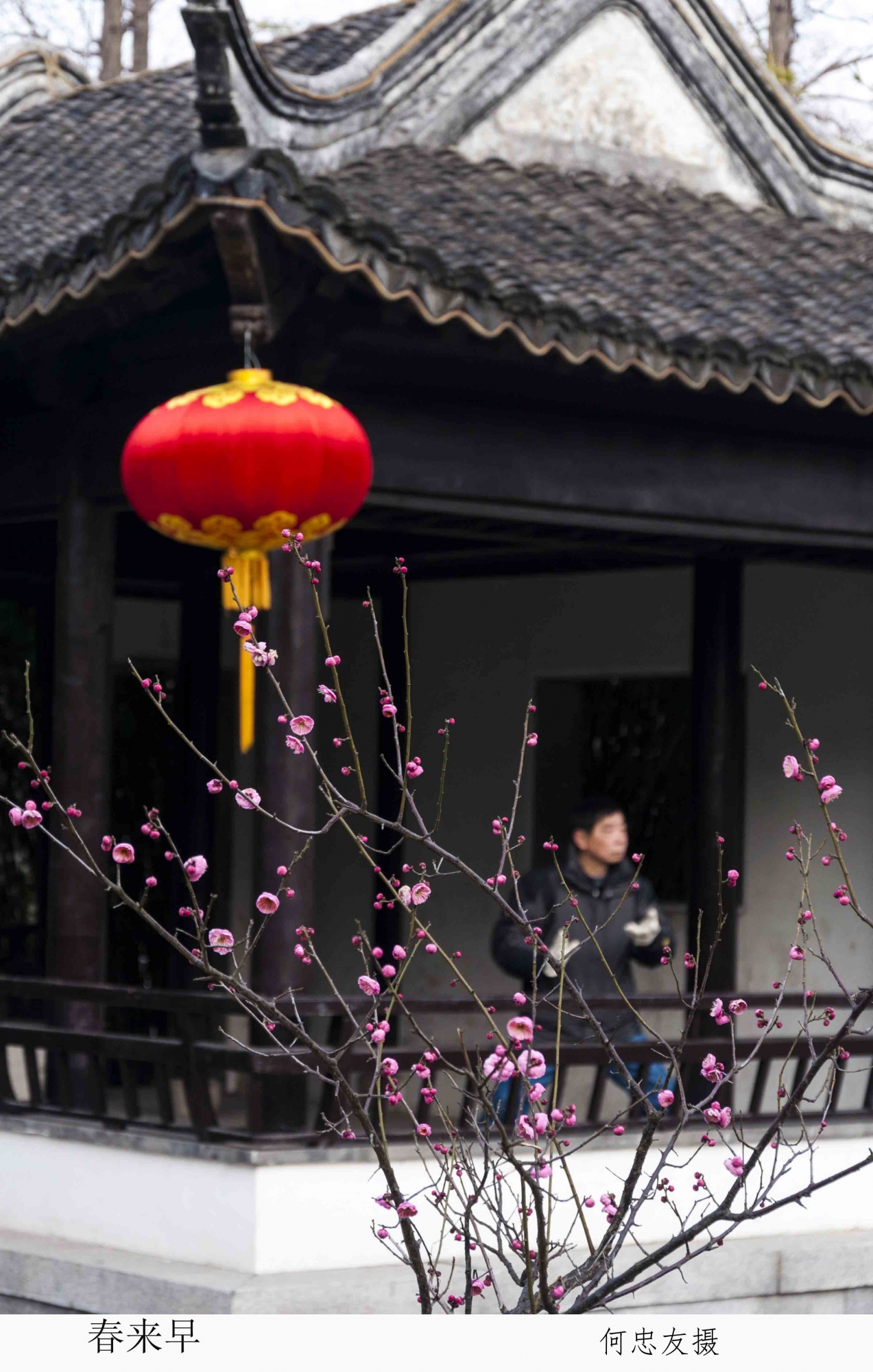 连续上了四天的班，年初三的上午，在濠东绿地一角，梅花静静的绽放；不远处亭台上打太极的老哥，悠然忘我； ...