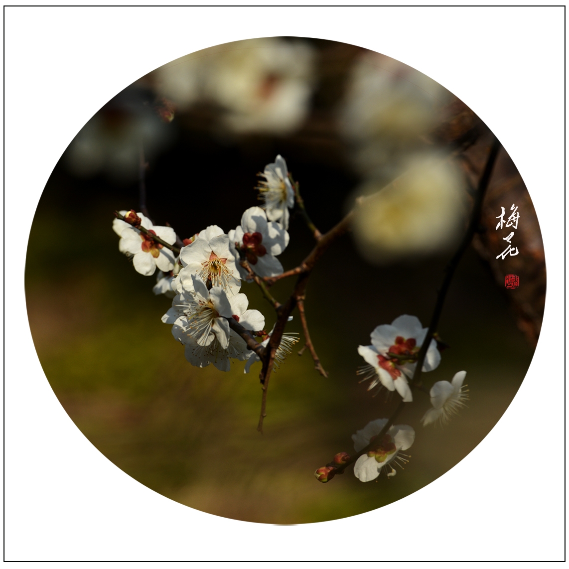 梅15.jpg