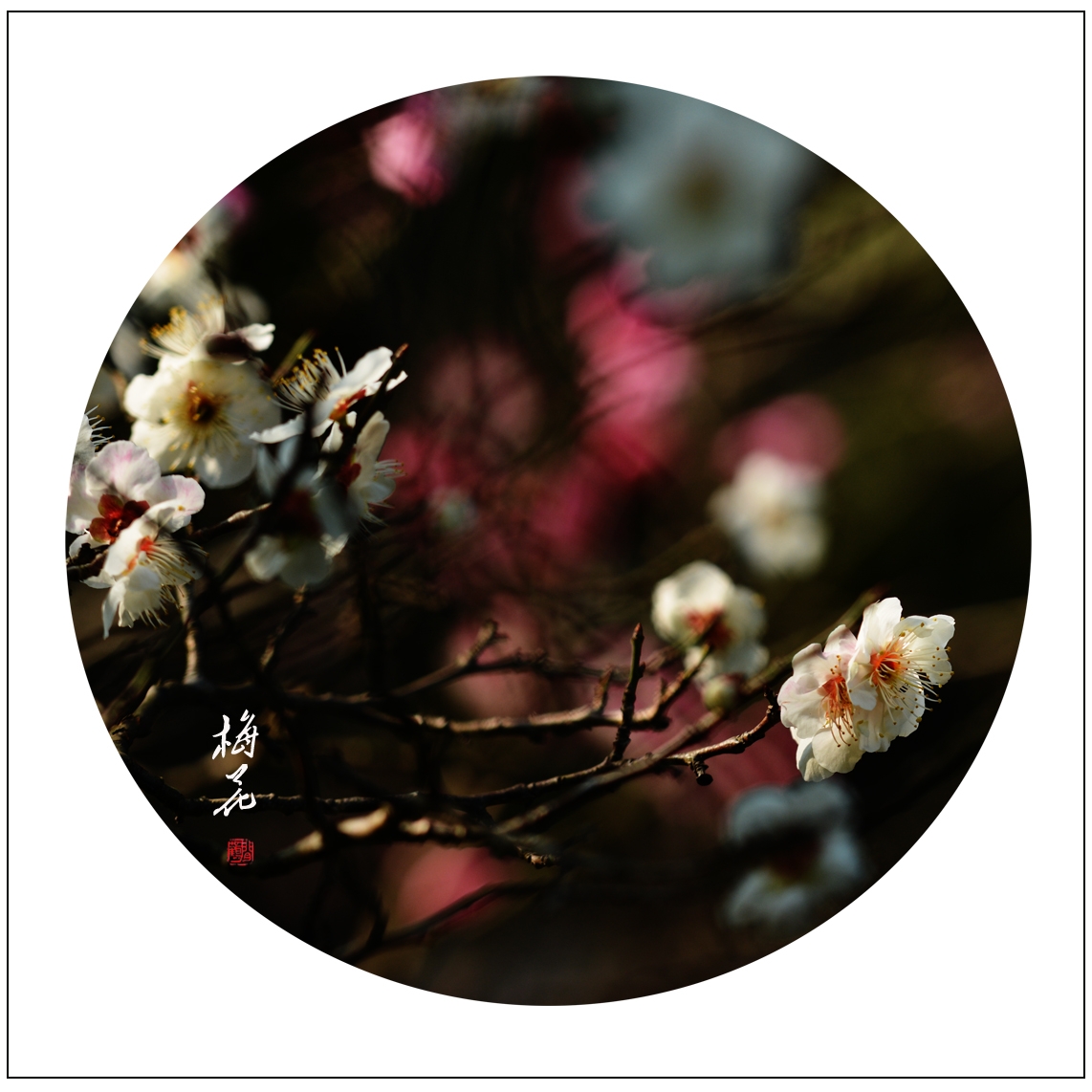 梅19.jpg