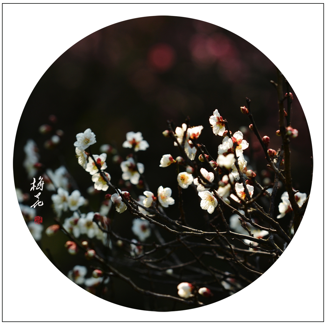 梅23.jpg
