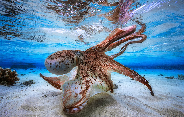 走着瞧 | 还关心萨科齐去推销酒店?我们就快找到外星人啦