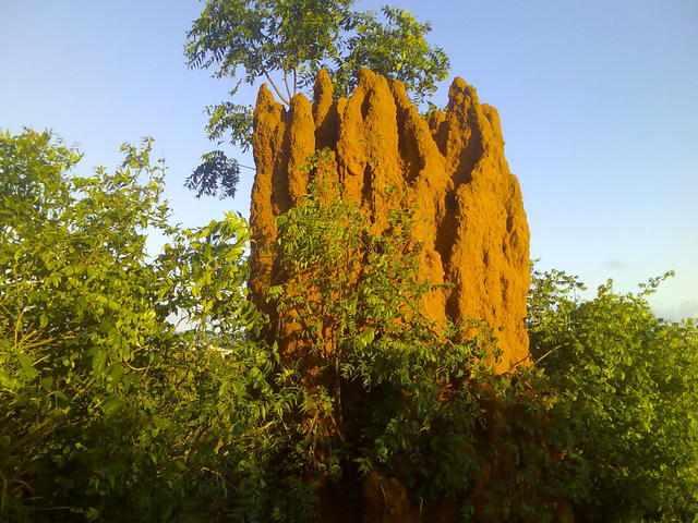 万年被黑的森林卫士——白蚁