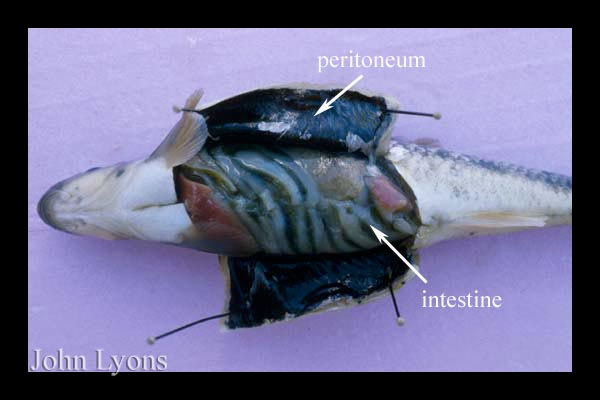 鱼肚子里有黑黑的膜？那是正常的！