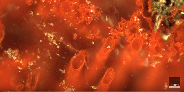 加拿大发现37.7亿年前生物化石，或刷新最早地球生命纪录