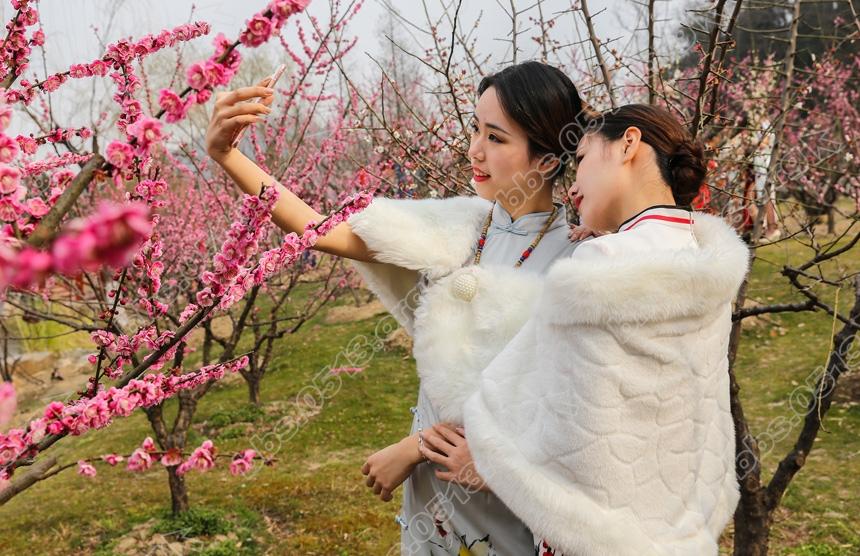 南通举加赏梅旗袍秀 (7).jpg