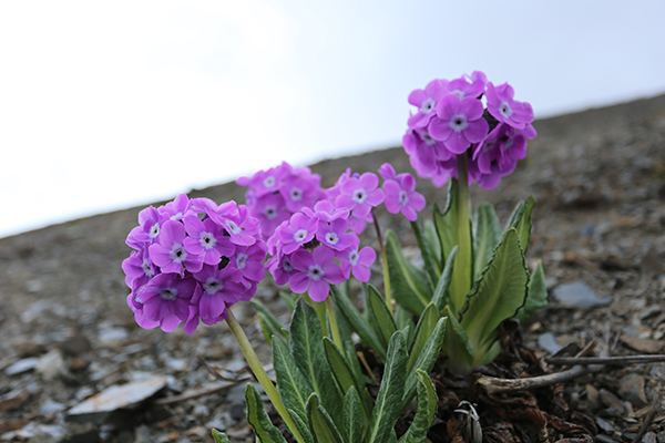 在梅里雪山，记录一次植物学家的高山科考之旅
