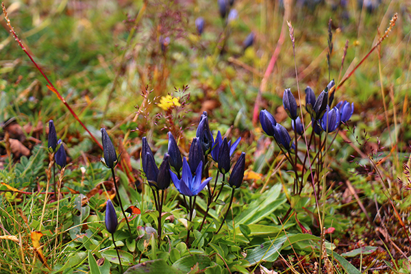 在梅里雪山，记录一次植物学家的高山科考之旅
