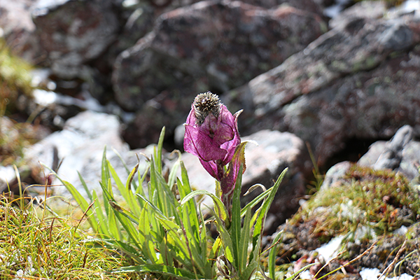 在梅里雪山，记录一次植物学家的高山科考之旅