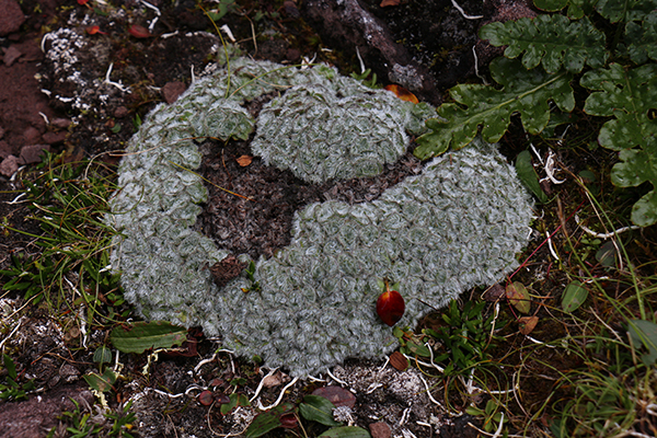 在梅里雪山，记录一次植物学家的高山科考之旅