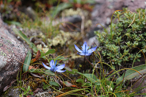 在梅里雪山，记录一次植物学家的高山科考之旅