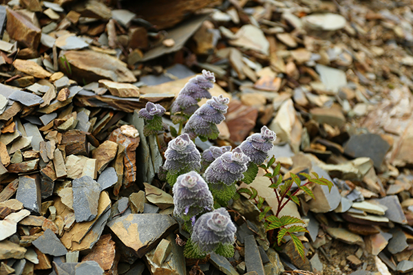 在梅里雪山，记录一次植物学家的高山科考之旅