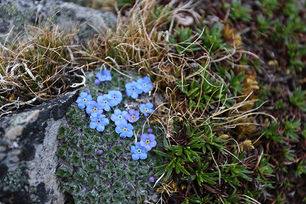 在梅里雪山，记录一次植物学家的高山科考之旅