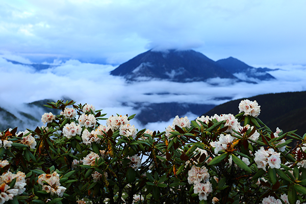 在梅里雪山，记录一次植物学家的高山科考之旅