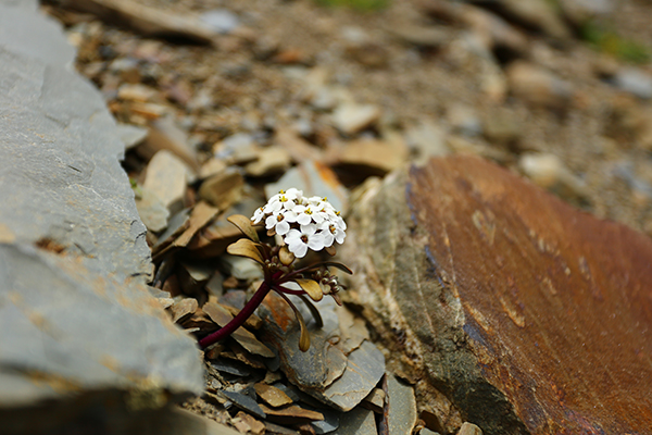 在梅里雪山，记录一次植物学家的高山科考之旅