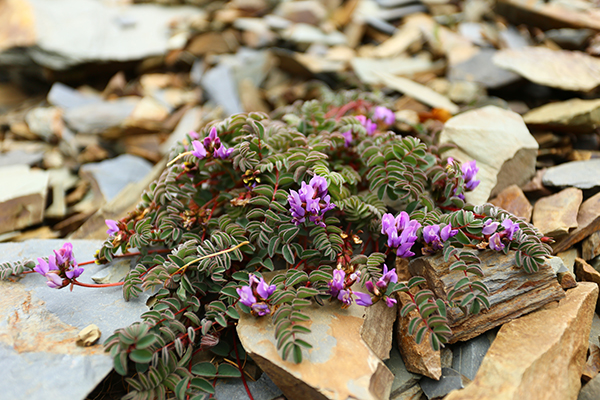 在梅里雪山，记录一次植物学家的高山科考之旅