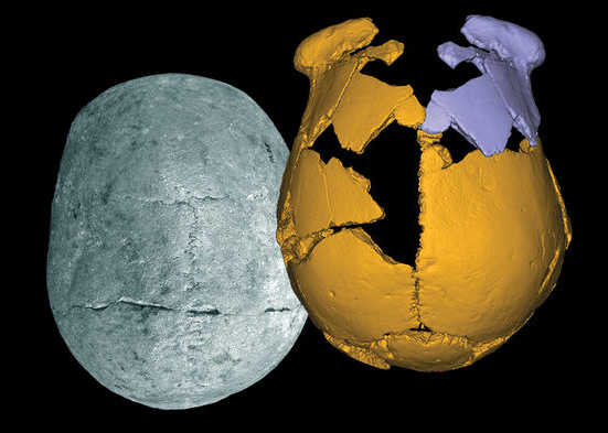 许昌发现新的古人类化石，所属类群存疑：他们会是什么人？