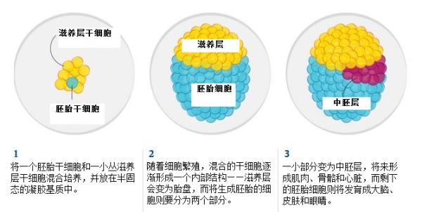 人类首次在培养皿中造出小鼠胚胎，能与自然胚胎一样自主发育