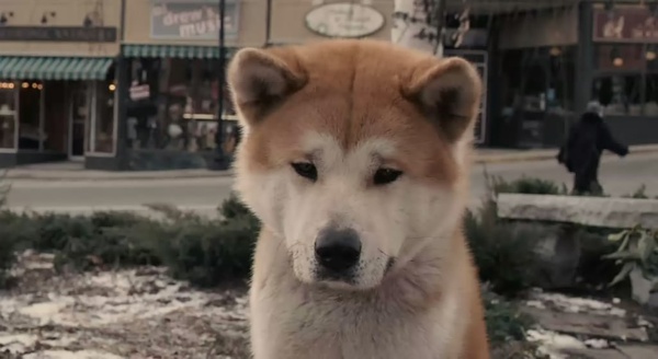 这些电影里的狗狗，都是催泪弹