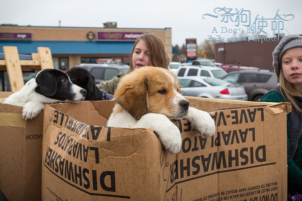这些电影里的狗狗，都是催泪弹