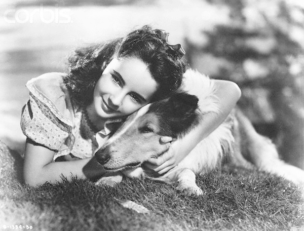 这些电影里的狗狗，都是催泪弹