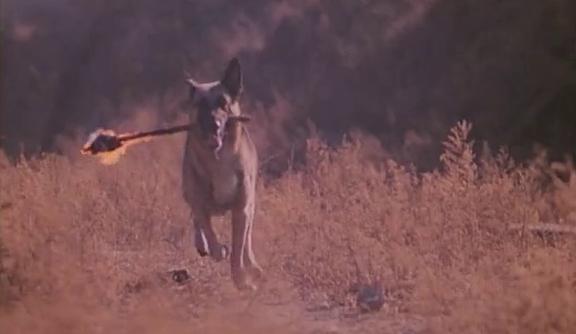 这些电影里的狗狗，都是催泪弹