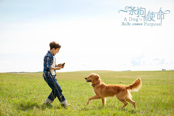 《一条狗的使命》：你怎么看待生活，生活就怎么回馈你