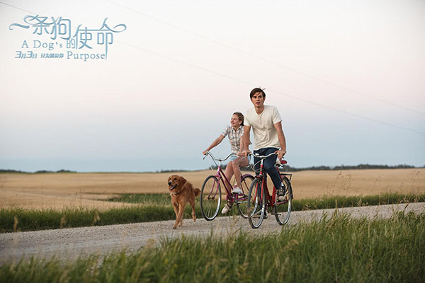 《一条狗的使命》：你怎么看待生活，生活就怎么回馈你