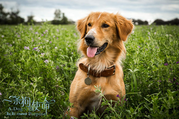 《一条狗的使命》：你怎么看待生活，生活就怎么回馈你