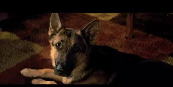 《一条狗的使命》：你怎么看待生活，生活就怎么回馈你