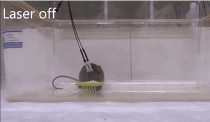 温顺小鼠化身致命猎手，只因一束光？