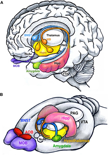 温顺小鼠化身致命猎手，只因一束光？